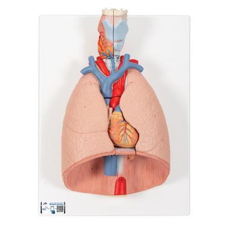 3B SCIENTIFIC Lung Model with larynx, 7 part - w/ 3B Smart Anatomy 1000270